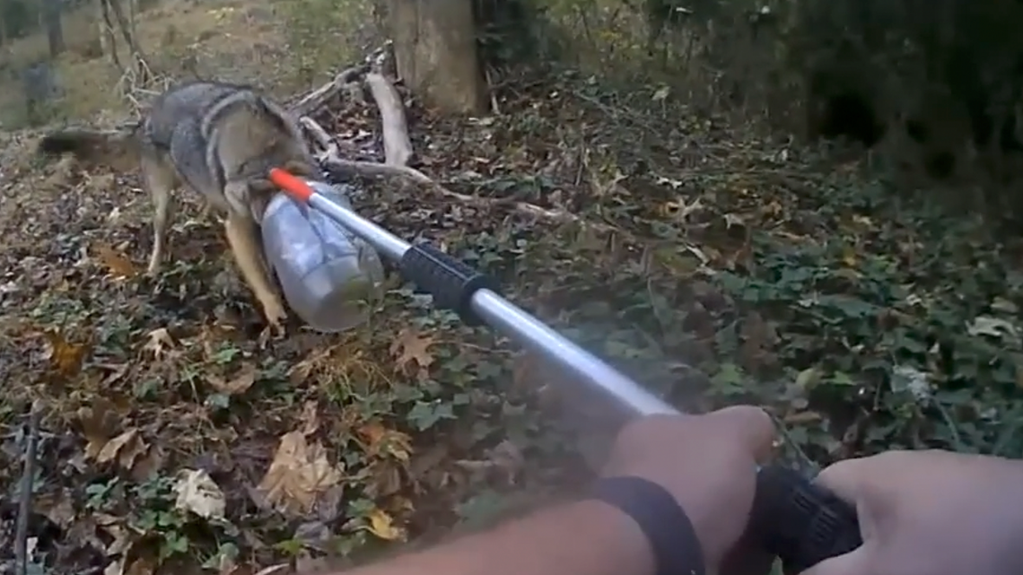 Watch NC deputies try to help coyote with jar stuck on its head