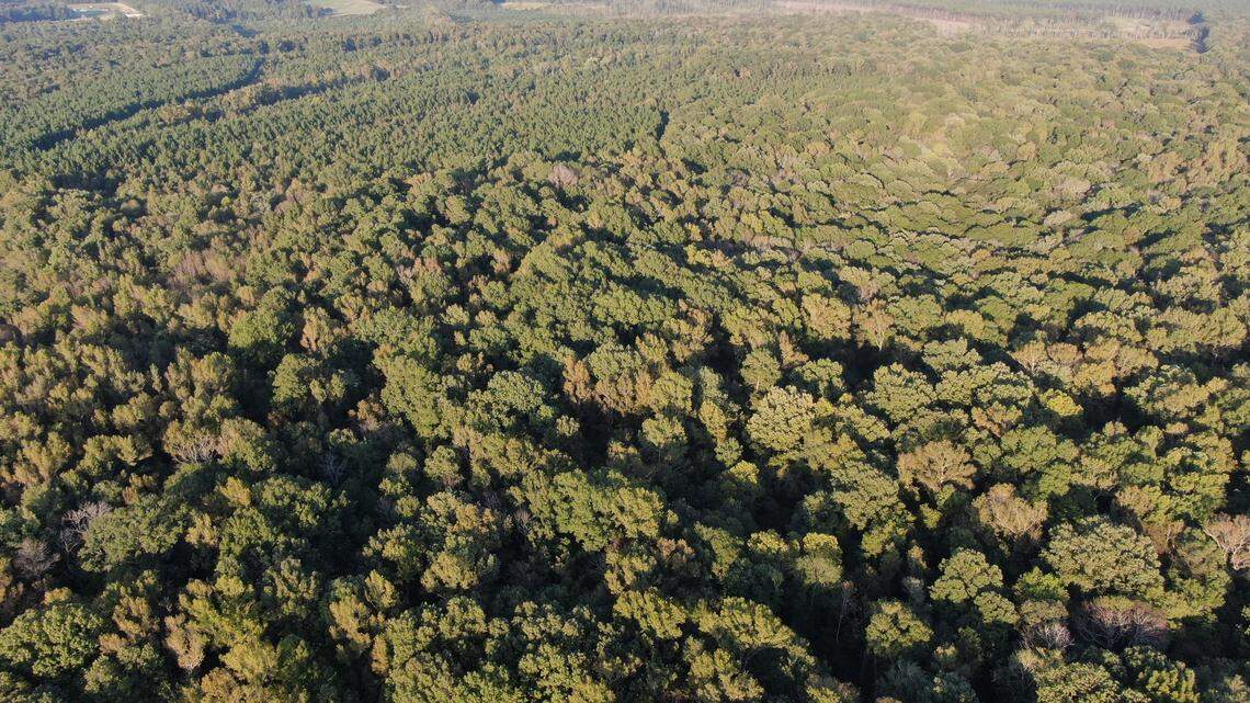 The 1,127 acres of the Brodgen Bottomlands that the state Division of Parks and Recreation recently bought from the Triangle Land Conservancy is part of a large area of undeveloped land along the Neuse River in Johnston County.