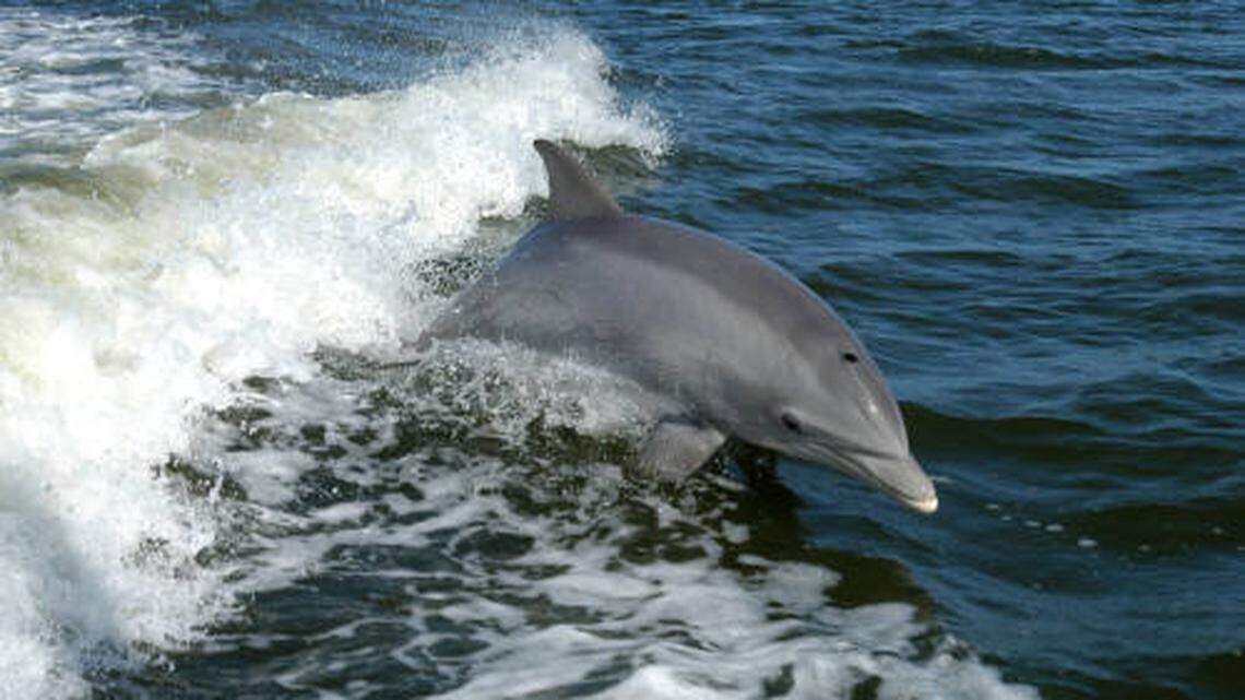Headless dolphin on remote NC island prompts search for culprit, officials say
