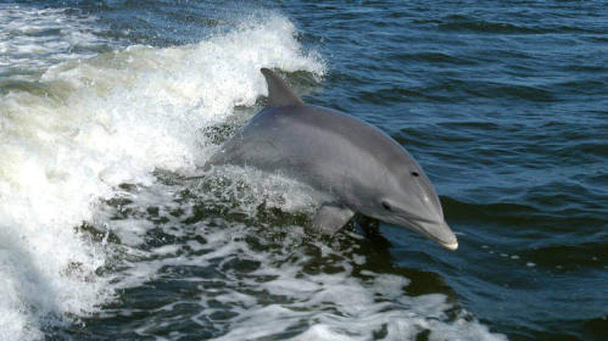 Bottlenose dolphins are a protected species known to reach 1,400 pounds and live up to 60 years in U.S. waters, NOAA says. This is not the dolphin that was found with its head missing on a North Carolina barrier island.