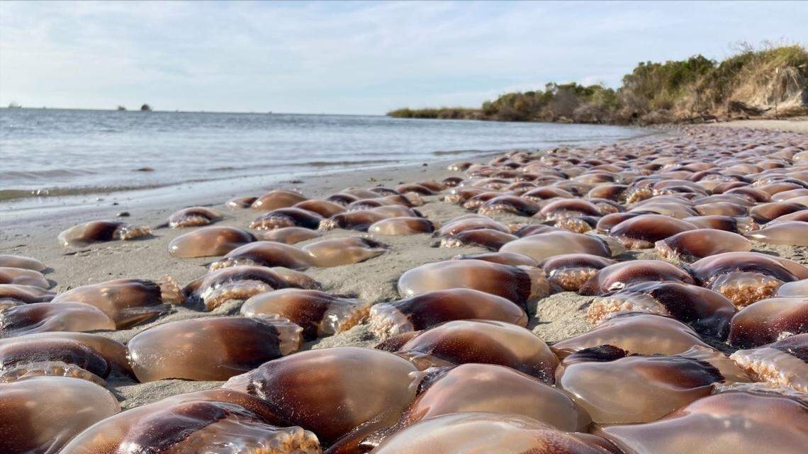 “That’s gonna be a big old NOPE from me,” one person commented.