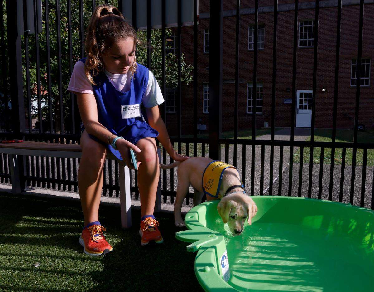 Duke sophomore Grace Hayward, a volunteer with the Duke Puppy Kindergarten, sits with Maestro, a two-month-old Labrador and Golden Retriever mix puppy, as he explores a wading pool in Durham, N.C. on Thursday, Sept. 22, 2022. The Duke Puppy Kindergarten studies how different rearing methods affect the traits of assistance dogs.