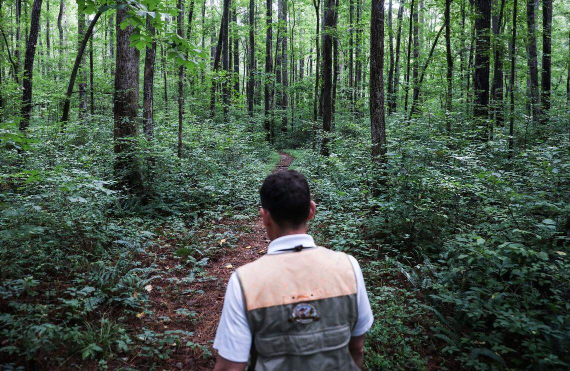 Stephen Faust walks through the woods while exercising his hunting dogs in Uwharrie National Forest on Wednesday, July 25, 2018.