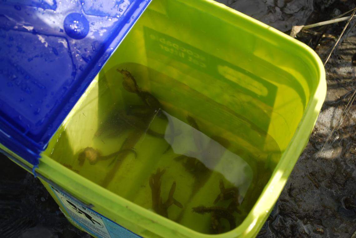 Ten sea horses were rescued from a tangled fishing net that washed up onshore in Virginia Beach. The quick thinking family filled buckets with sea water and sea weed for the sea horses before they were relocated.