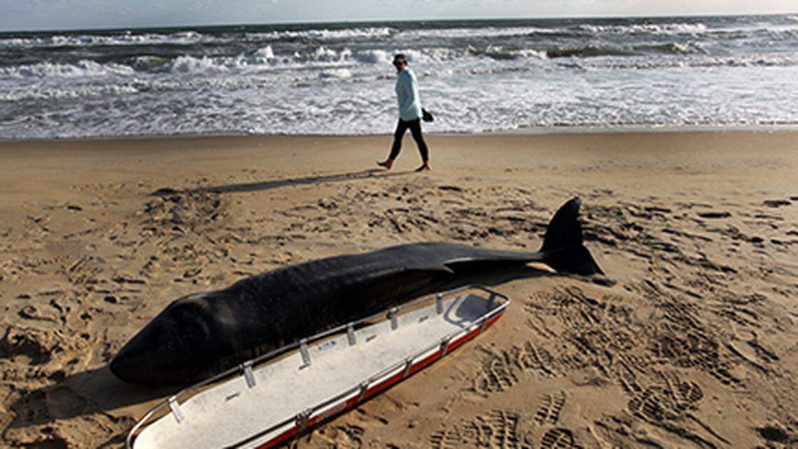 A 900-pound dead pygmy sperm whale was spotted by a woman vacationing along the Outer Banks shore in North Carolina. The whale’s body will later be studied. 