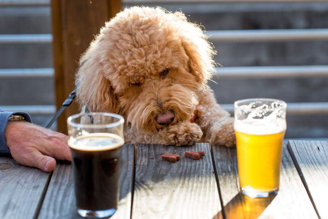 Visit these dog-friendly restaurants with dog menus in Hilton Head and Bluffton.