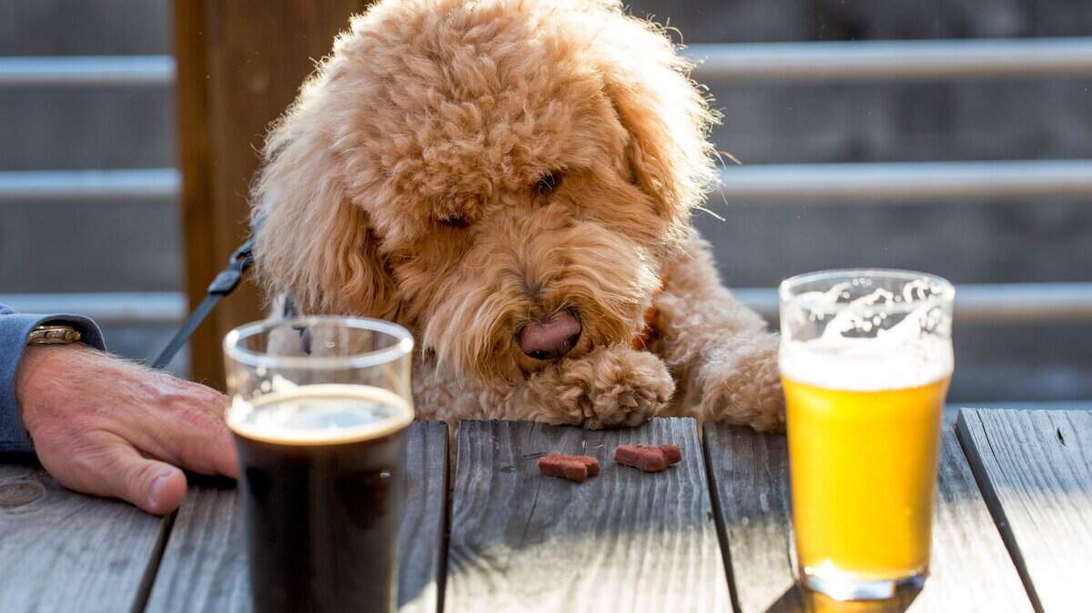 Visit Modesto has launched a campaign to encourage people to visit dog-friendly restaurants and other businesses.