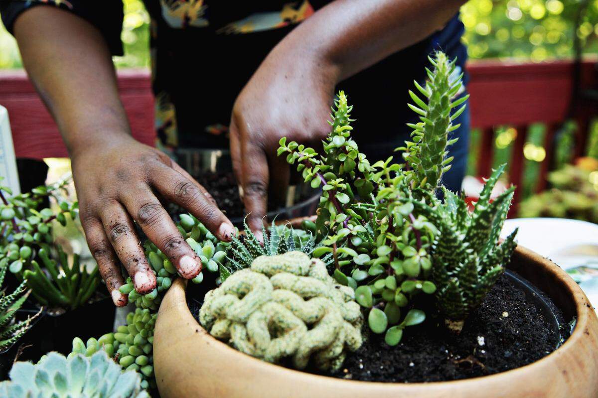 Any space can accomodate a plant, it’s just up to you to find the best plant for what you have, said Megan George Cain, co-founder and creative director of The Zen Succulent, a Black-owned succulent terrarium in Durham.