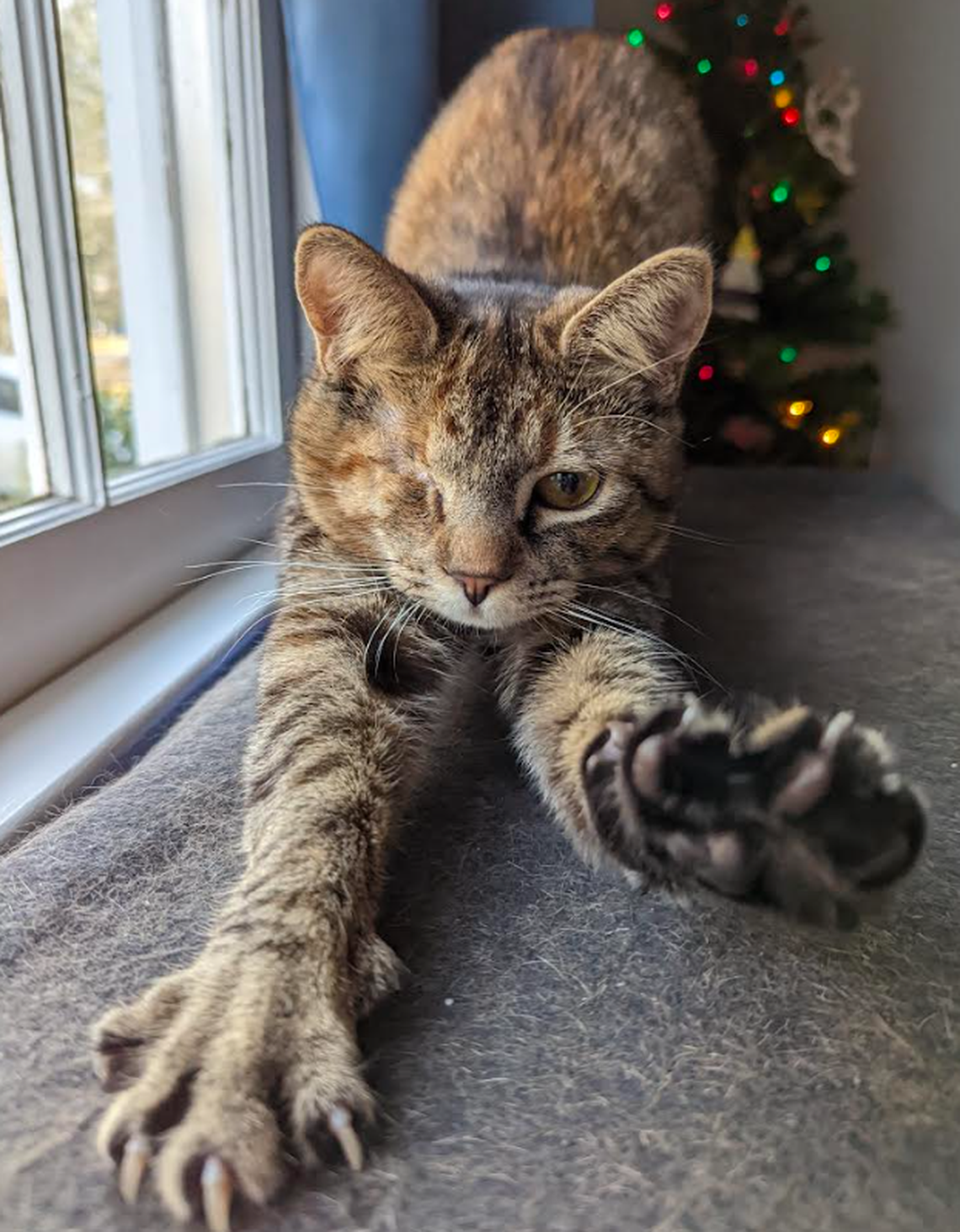 Bamboo, one of the finalists in the News & Observer’s cutest cat contest.