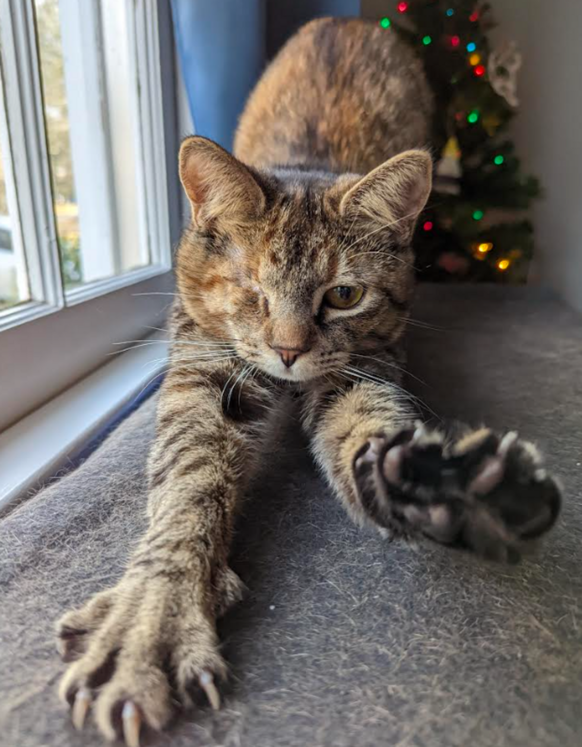 Bamboo, one of the finalists in the News & Observer’s cutest cat contest.