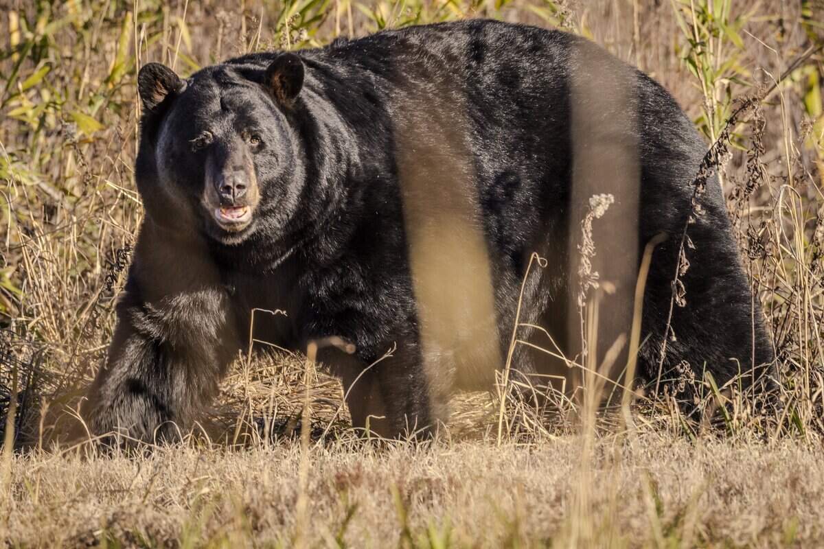 A large black bear roams the edge of a corn field inside the Alligator River National Wildlife Refuge on Dec. 14, 2023. The refuge is home to some of the largest black bears in the world.