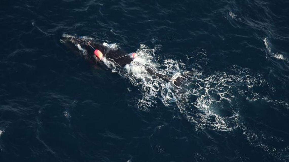 North Atlantic right whale likely to die off NC coast | Charlotte Observer