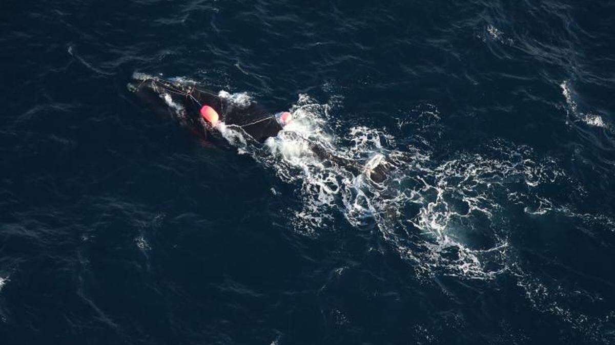 An endangered North Atlantic right whale was spotted entangled in fishing gear off the North Carolina coast on Dec. 16. Becoming entangled in fishing gear is one of the two leading causes of death for the whale, along with being struck by boats and ships.
