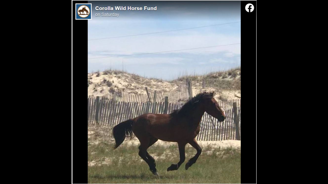 A wild horse on North Carolina’s Outer Banks died after getting stuck in wire and suffering a heat stroke last week, the herd manager says.