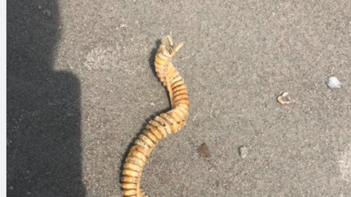 A strange-looking object washed ashore in Oak Island, North Carolina.