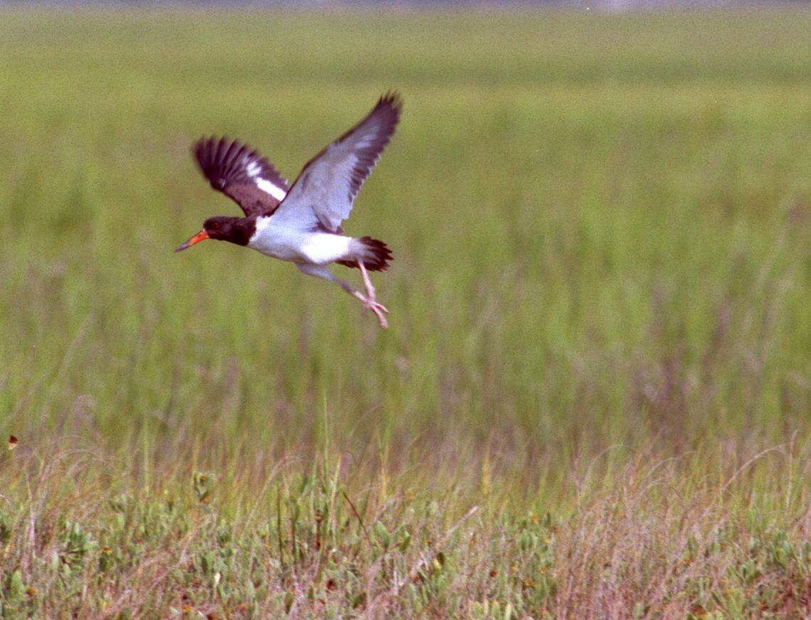 An American oystercatcher is one of several birds that nests on Lea Island, a large portion of which is for sale.