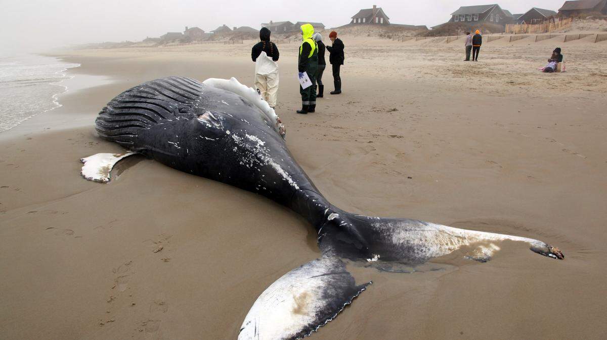 A whale washed ashore on the Outer Banks, officials say.
