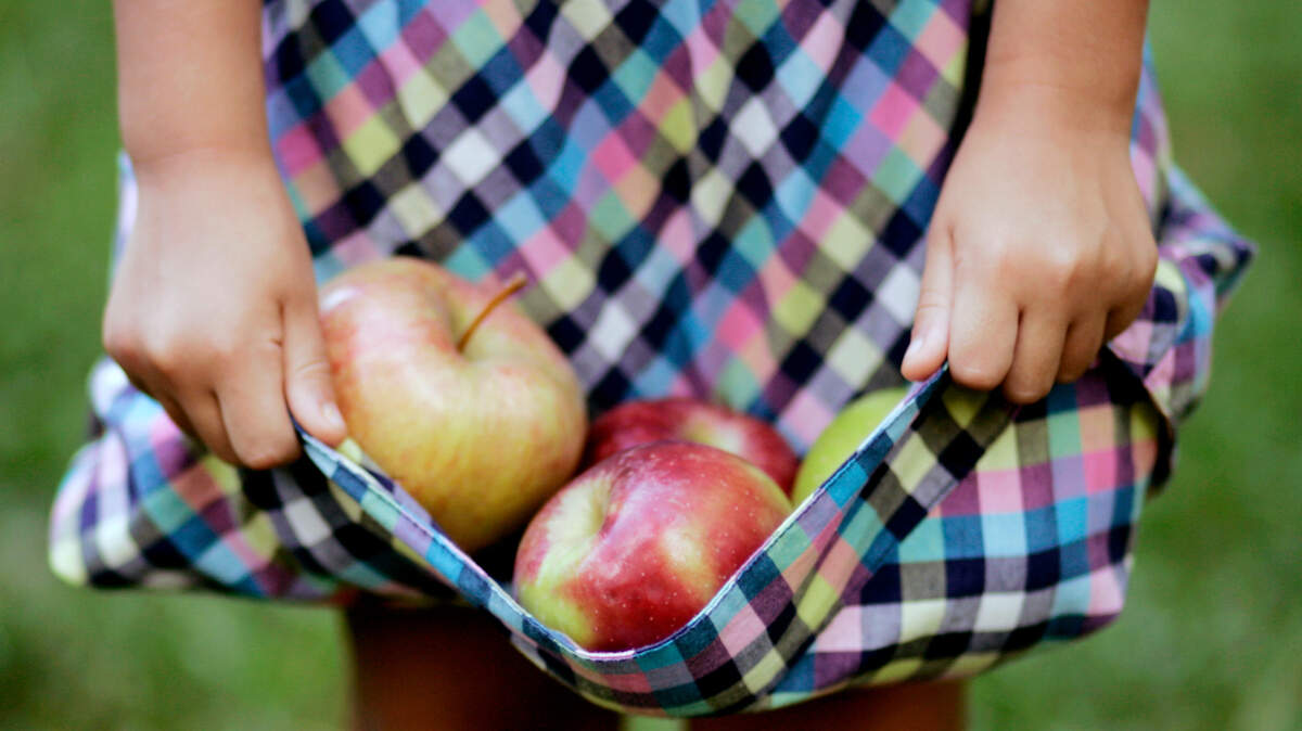 Fall means apple harvest time in North Carolina orchards.