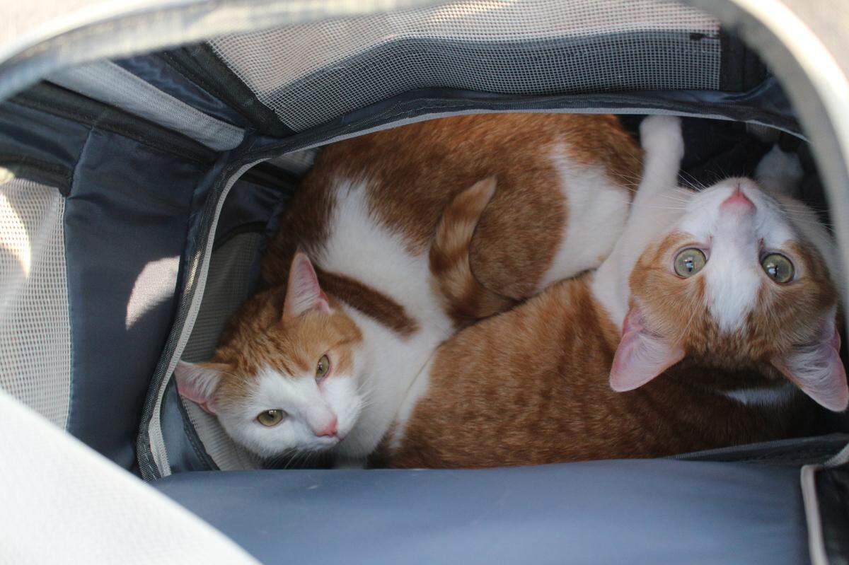 Twister and Tyrion, two orange and white cats, look up out of their carrier at the Durham Bulls “Whisker Wednesday” event at Durham Bulls Athletic Park on Wednesday, June 11, 2025.