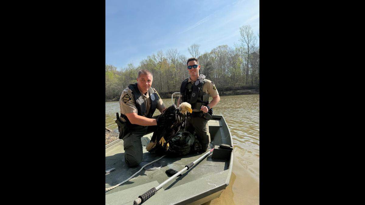 The rescued eagle is expected to return to the wild soon.