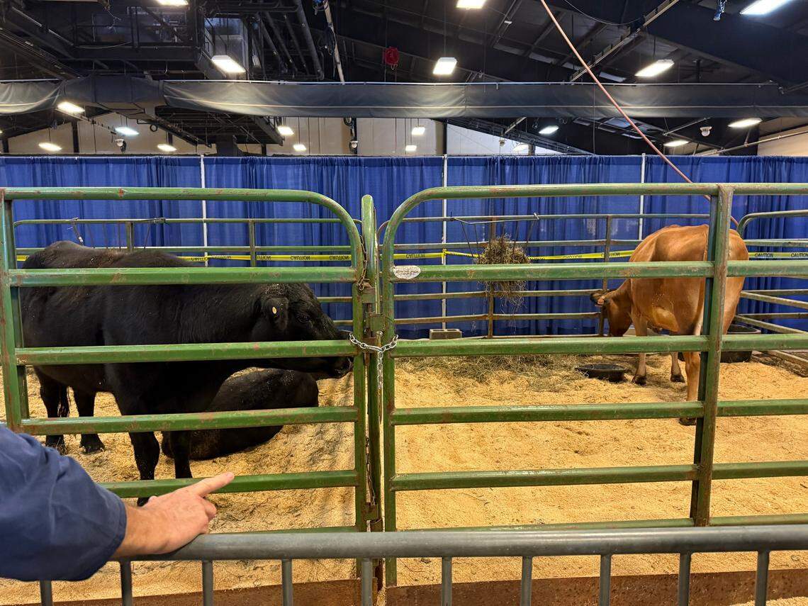 Cows at the N.C. State Fair on Friday, Oct. 18, 2024.