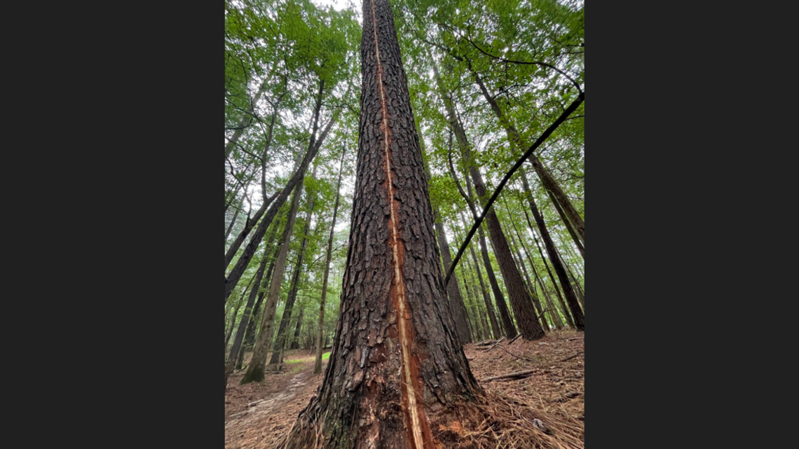 Zipper-like 72-foot scar found on tree in Wake County park. What caused it?