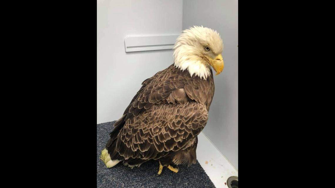 Airie, a rescued bald eagle, is currently recovering at the American Wildlife Refuge in Raleigh.