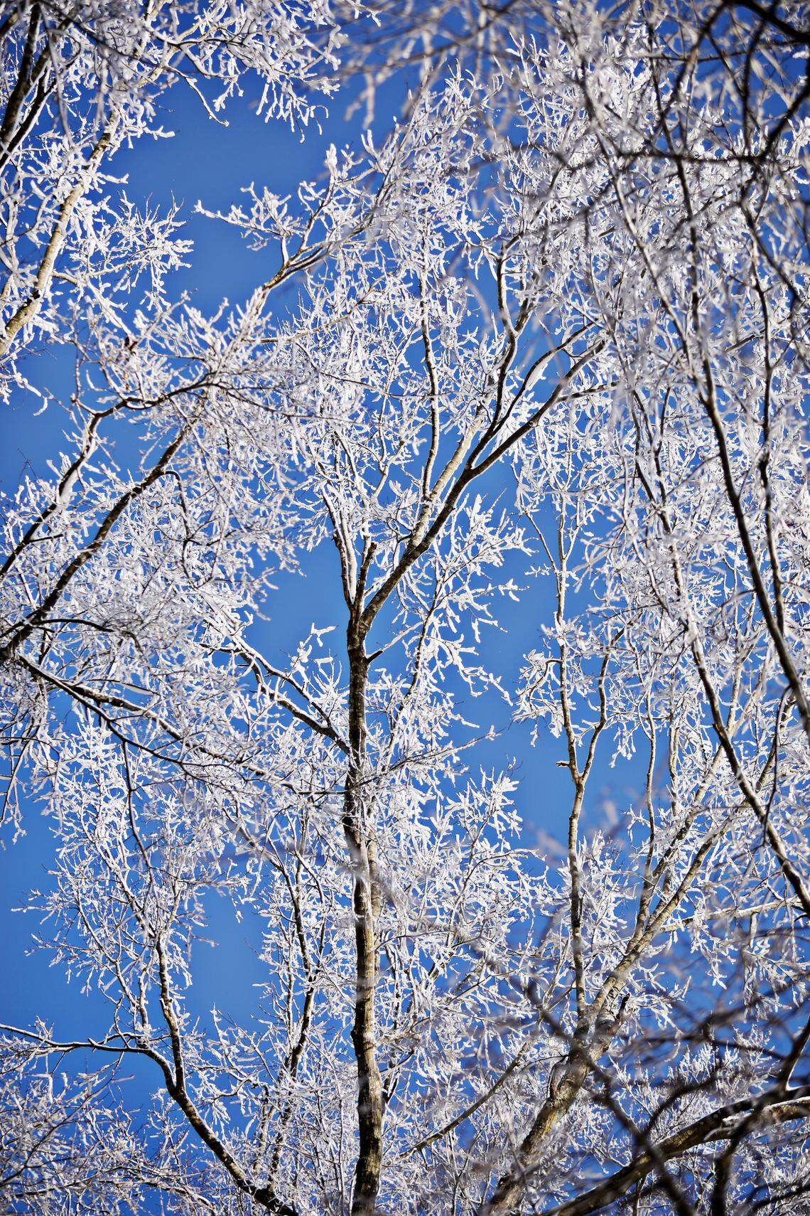 Views from Dorothea Dix Park in downtown Raleigh Friday morning, Feb. 21, 2020, when Raleigh got 2.5 inches of snow. The city has seen significant snowfall in February through the years.