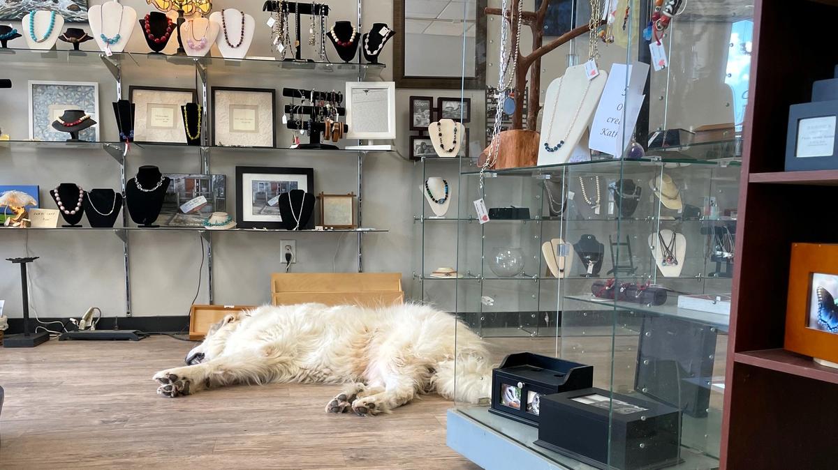 Apollo, 3, sleeps between jewelry display counters at Stray’s Ship-and-Shop on Market Street in Southern Village on Friday, April 12, 2024. Customers are raising money to help owner Bob Gunn support his rescue dogs after the store closes.