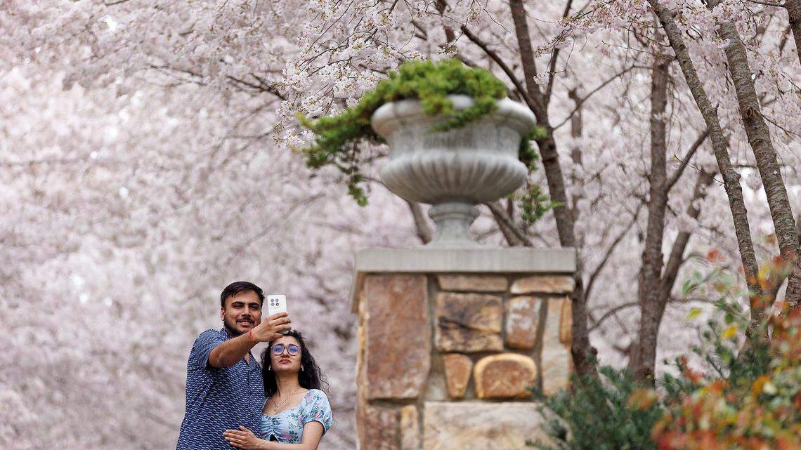 When will Duke Gardens’ viral cherry blossoms reach peak bloom?