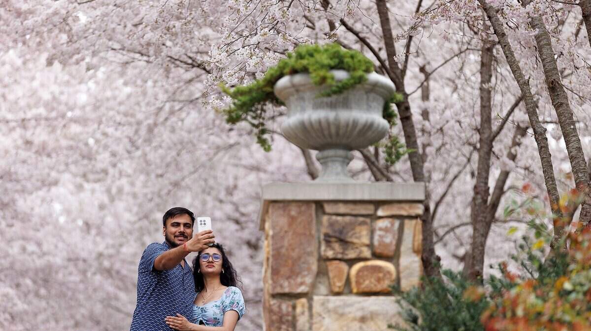 Shraddha and Vishal Patel take photos with blooming Yoshino cherry trees at Duke Gardens on Friday, March 15, 2024, in Durham, N.C. 