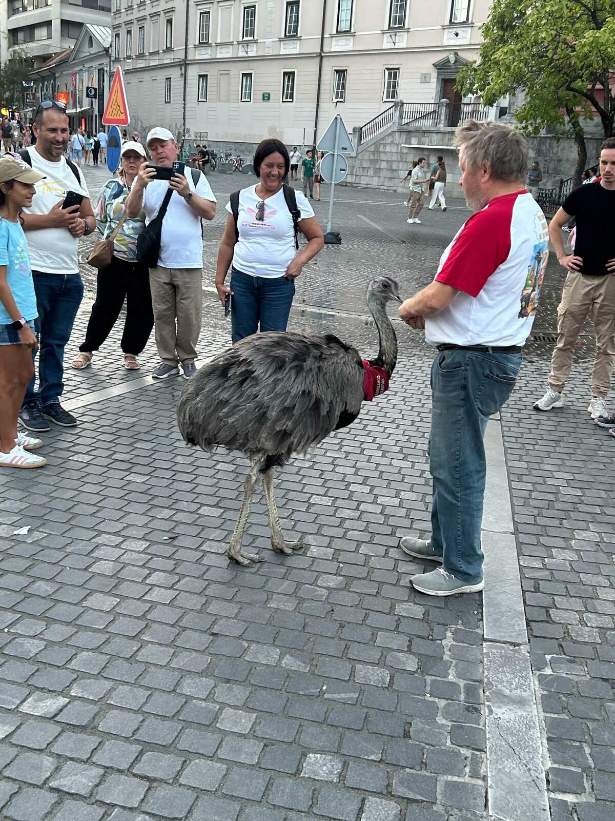 IMG_6116.jpeg An emu makes regular visits to Preseren Square in Ljubljana, which the columnist visited with his family.
