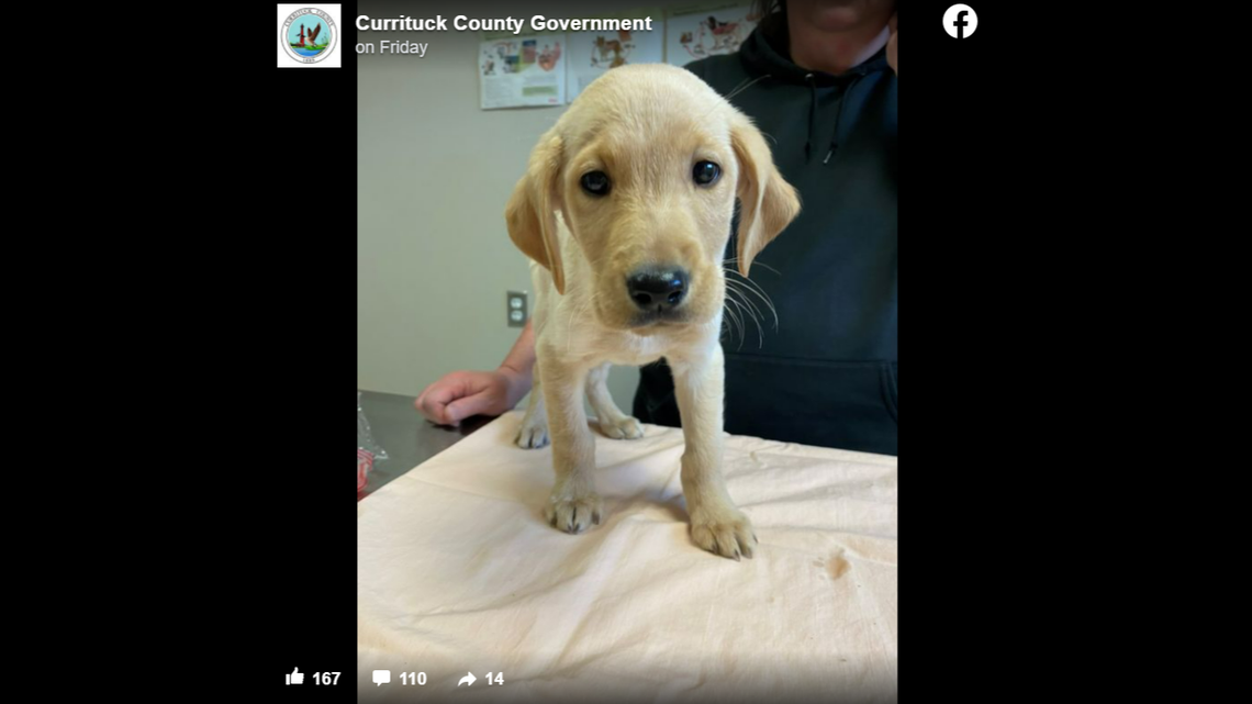 Officials said 61 dogs were rescued from “unsanitary and inhumane living conditions” in North Carolina.