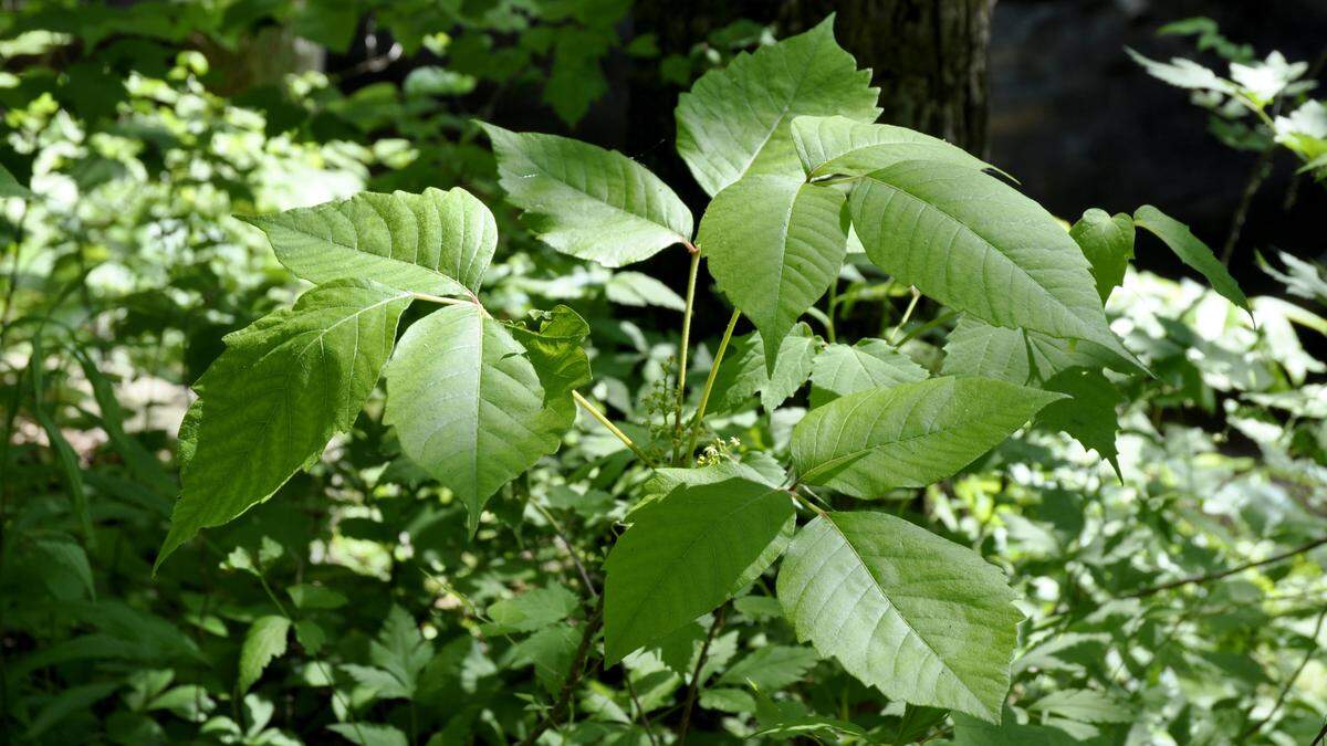 Poison Ivy is most commonly found in wooded areas and fields throughout the state.