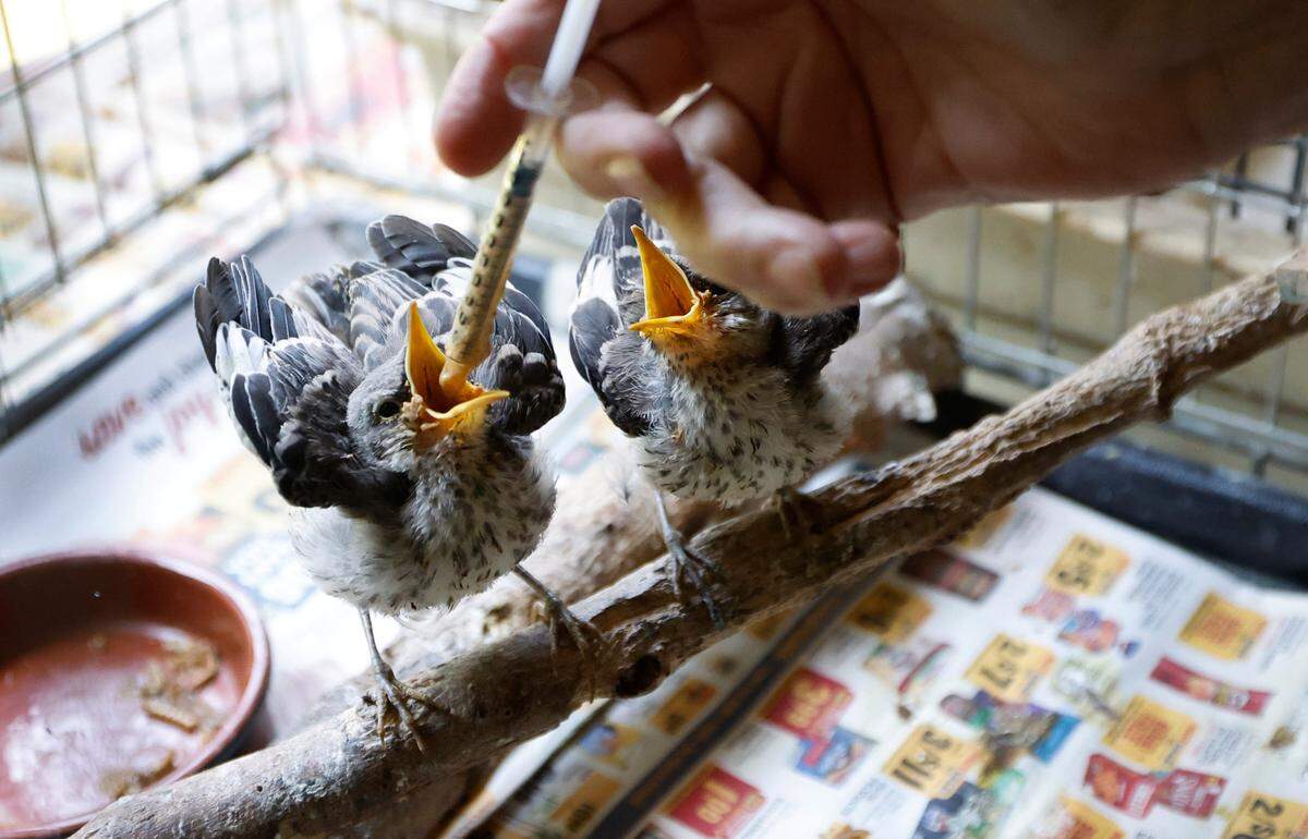 Baby mockingbirds are fed at Holly’s Nest Animal Rescue in Sanford, N.C., Friday, July 5, 2024.