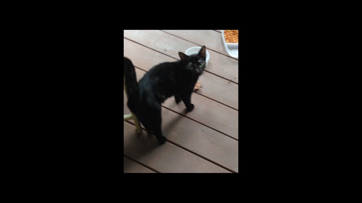 Sheba