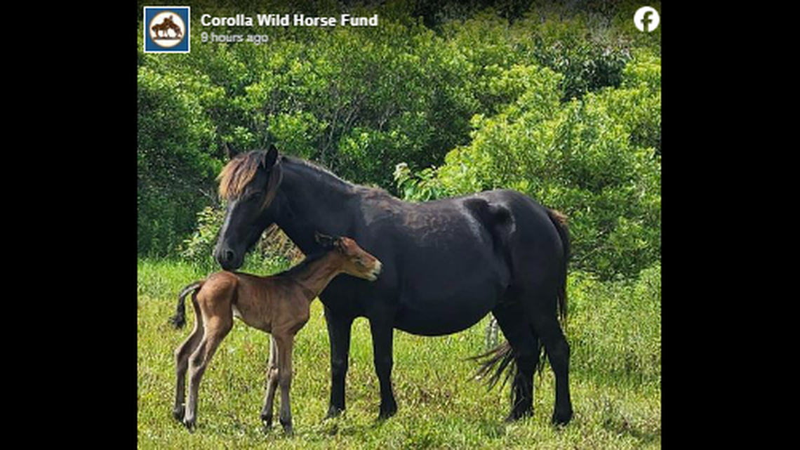 The Corolla Wild Horse Fund made the heartbreaking decision to euthanize Elsa Tuesday, June 4, after discovering she was not likely to survive.