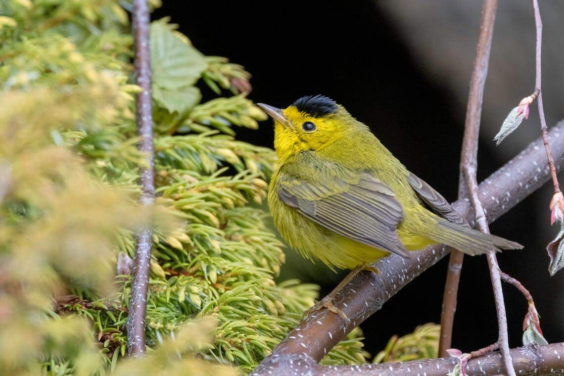 The Wilson’s Warbler, which can be spotted in North Carolina, will be renamed along with other birds with “Wilson” in their names. Many birders prefer the name “Black-capped Warbler” after the American Ornithological Society announced on Nov. 1, 2023 to change the names of birds who have been named after people. 
