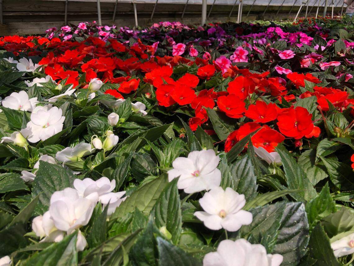 Impatiens inside a greenhouse at Big Bloomers plant farm in Sanford on March 26, 2025, await planting as soon as the risk for freeze has passed.