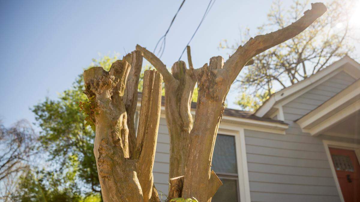 This improperly pruned crape myrtle tree has undergone “crape murder,” which is when the entire crown of the crape myrtle tree is cut off.