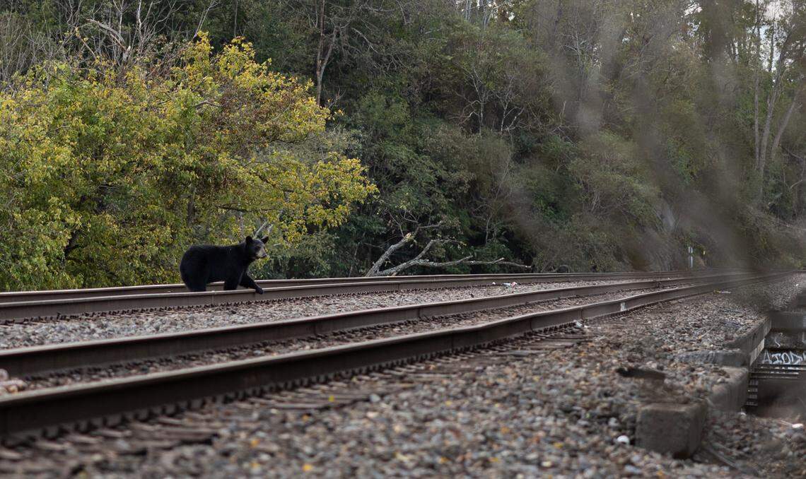 A black bear walks along the train tracks above Riverside Drive in Asheville, N.C. on Tuesday, October 1, 2024.
