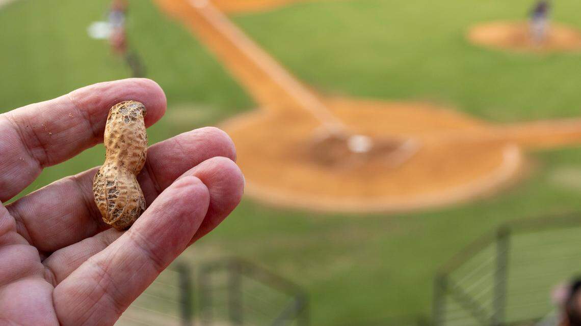 The relationship between baseball and peanuts dates to 1895. They are sold in most major and minor league baseball parks including Five County Stadium in Zebulon, N.C. Hampton Farms of Severn, N.C. supplies the Carolina Mudcats.