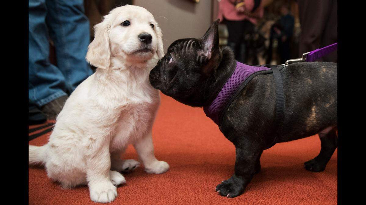 Golden retrievers and French bulldogs rank among the most popular breeds in Raleigh. This file photo was taken in 2018.