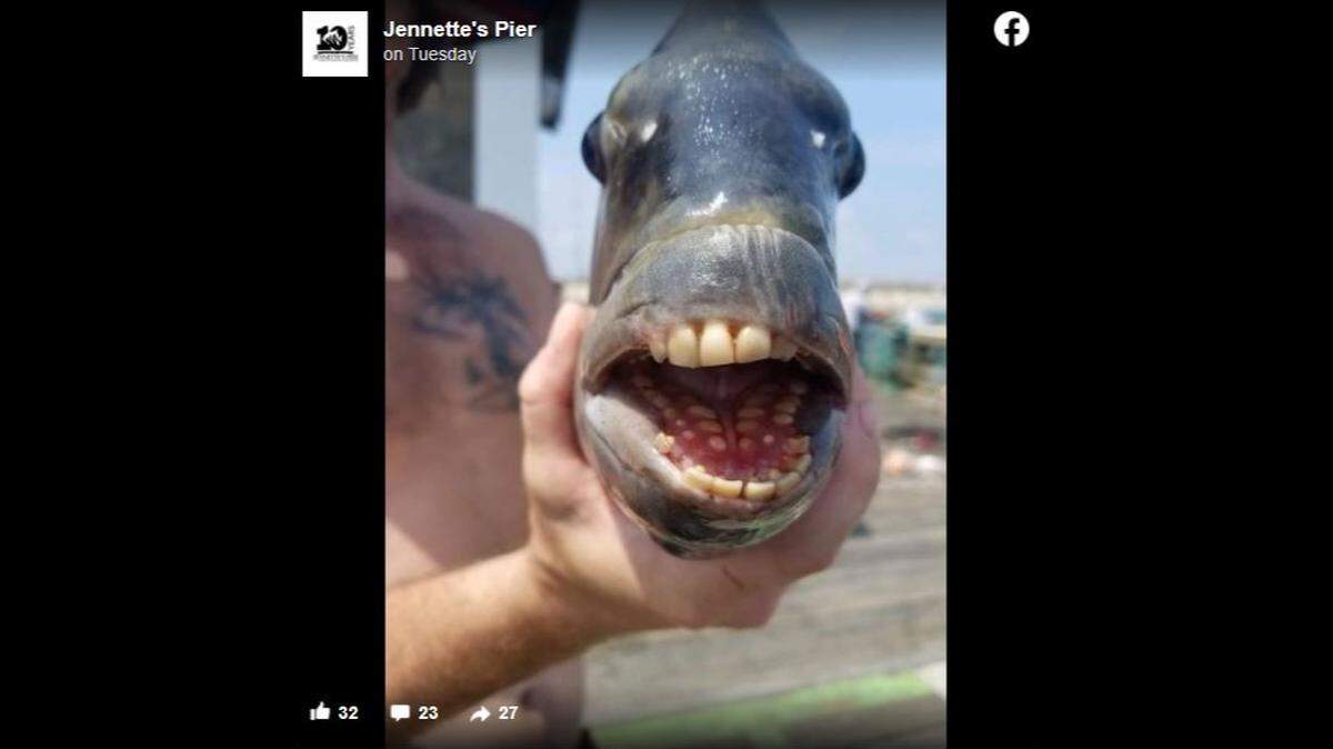 An angler caught a sheepshead fish off the North Carolina coast, officials said.