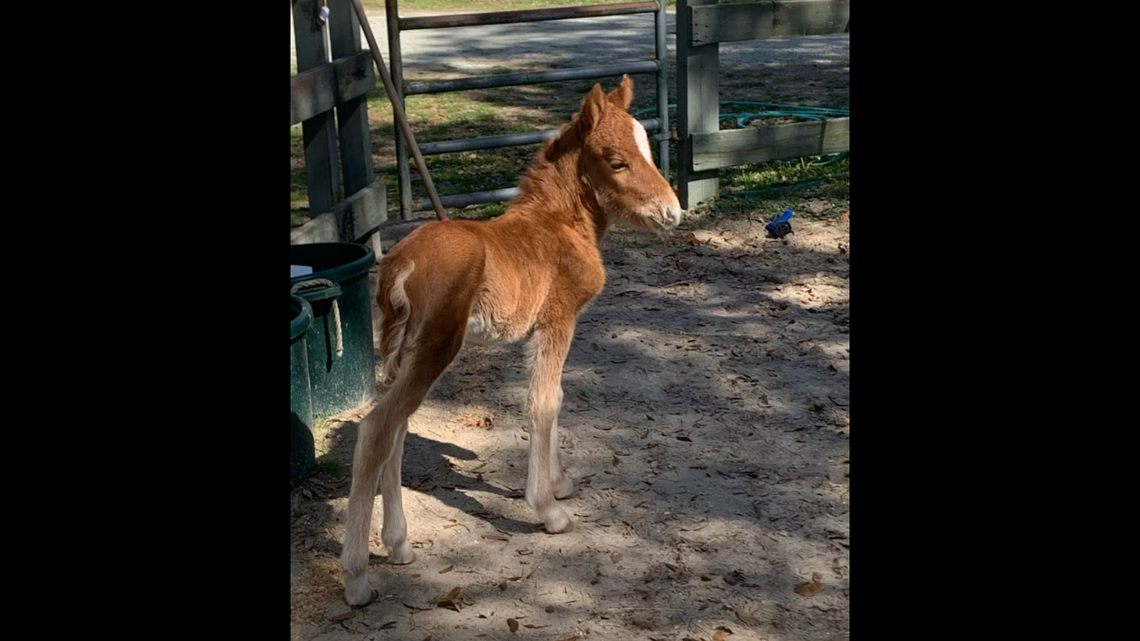 The newborn foal is now being cared for by the Foundation for Shackleford Horses due to being separated from its mother by tourists.