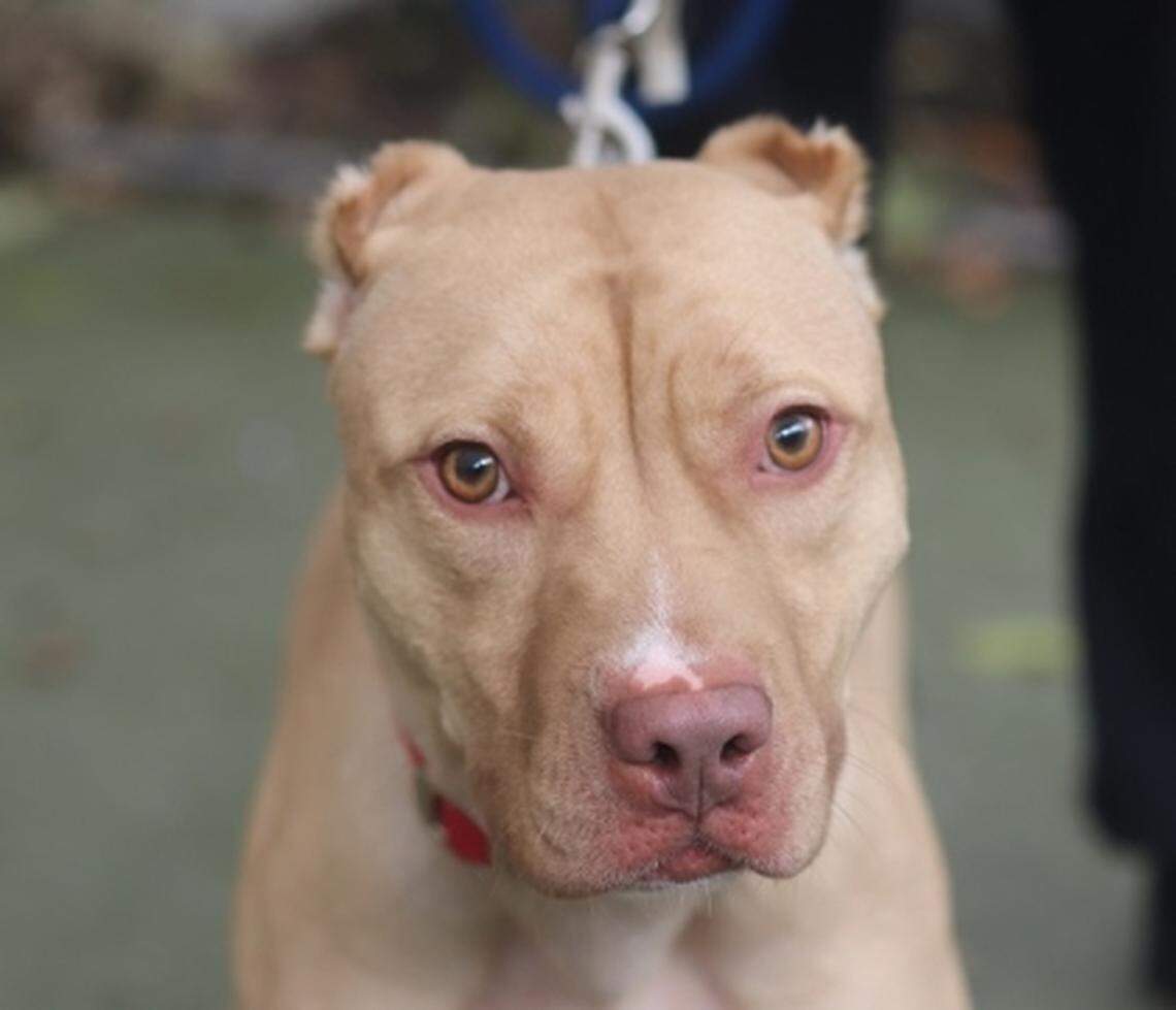 Canteloupe is one of eight pit bulls seized during an Orange County dogfighting investigation in March 2018 that was deemed adoptable and has found a new home.