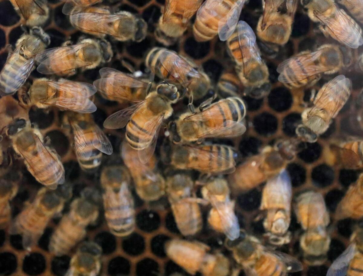 Bees wander around a frame in an observation hive set up as part of a ceremony at RTI International to celebrate with Bee Downtown the addition of new hives at RTI International Friday, April 26, 2019. The hives will be part of a pollinator corridor in RTP to help rebuild healthy honey bee populations.