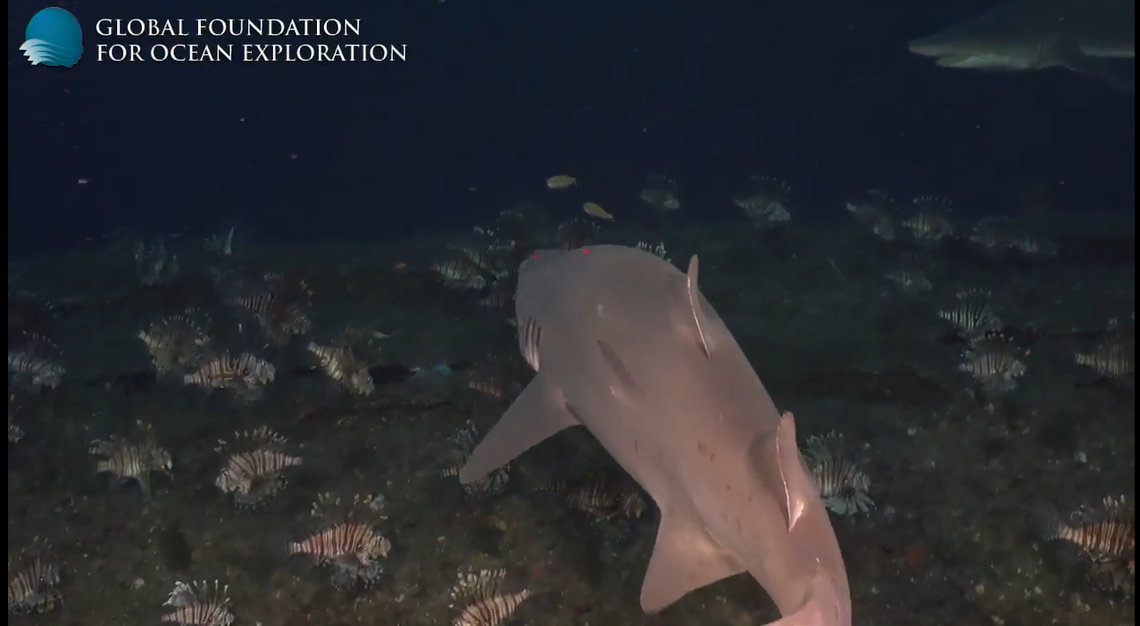 It was estimated hundreds of lionfish were on the shipwreck.