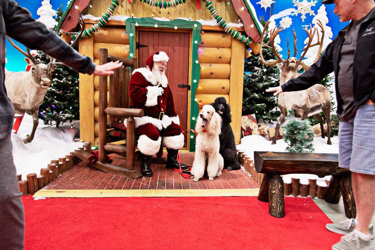 Standard poodles Lola, left, and Bruce, right, come in for their annual photo with Santa in Santa’s Wonderland at Bass Pro Shop in Cary on Thursday evening, Nov. 11, 2021. Duane Reaugh has professionally worked as Santa for seven years.