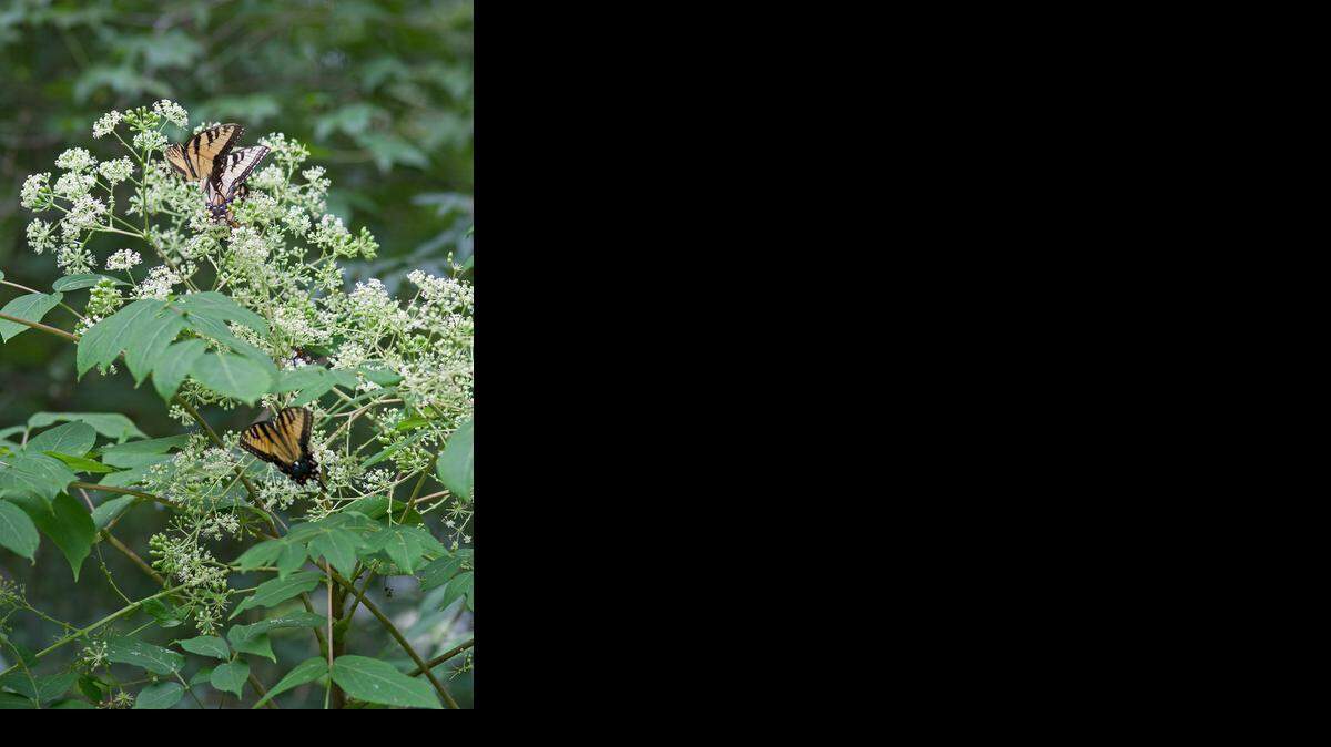 Aralia spinosa is often called devil’s walking stick, taking its name from the thorns all along the branches. 
